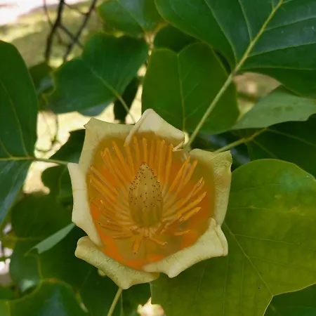 Appartamento Unterm Tulpenbaum Mullheim (Baden-Wurttemberg)