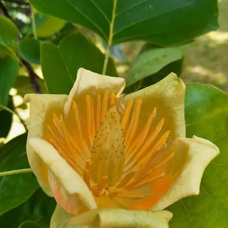 Unterm Tulpenbaum *