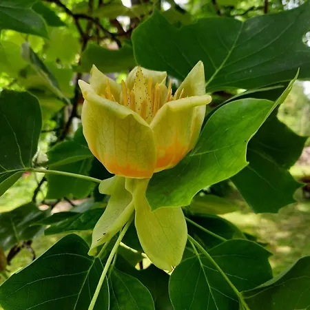 Appartement Unterm Tulpenbaum *