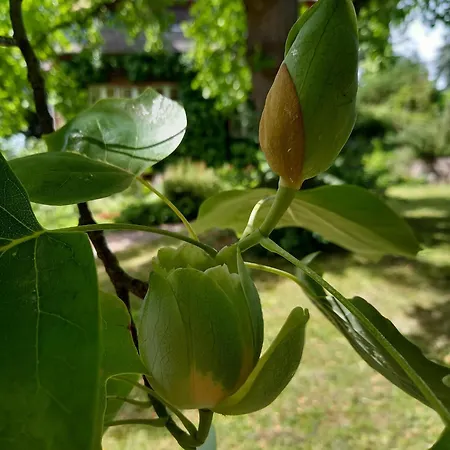 Unterm Tulpenbaum Appartement Mullheim (Baden-Wurttemberg)