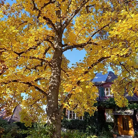 Unterm Tulpenbaum Appartamento