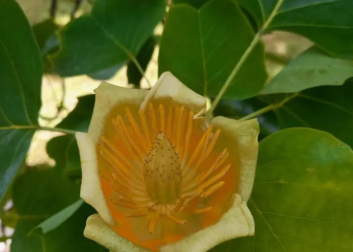 Apartment Unterm Tulpenbaum Mullheim (Baden-Wurttemberg)